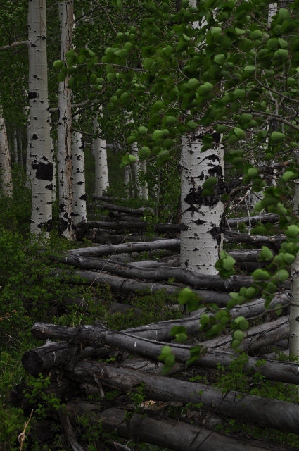 Big Al Trail of aspens